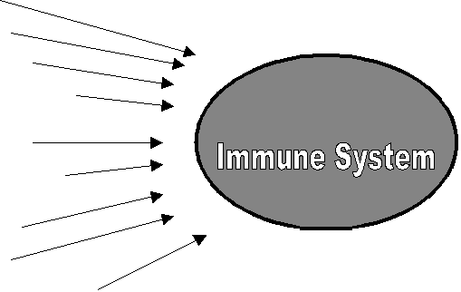 Immun Syytem